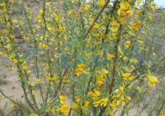 柠条烘干机有什么优点